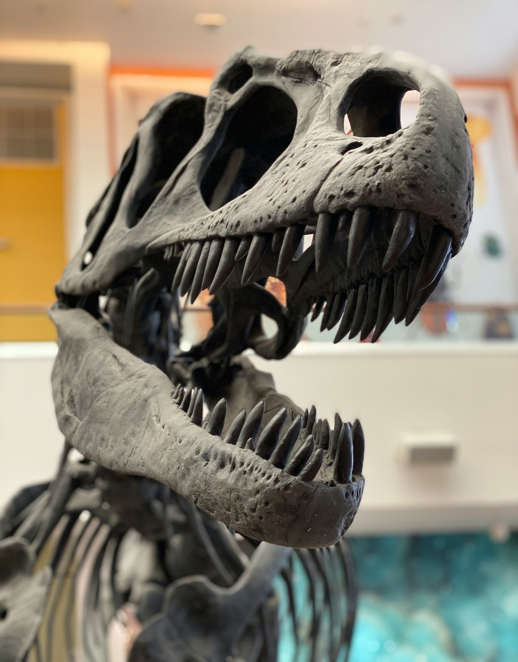 Animer un centre commercial : au temps des dinosaures !